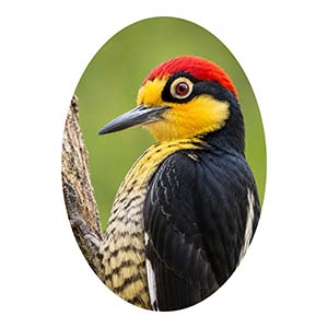 Yellow Fronted Woodpecker Head Close-Up